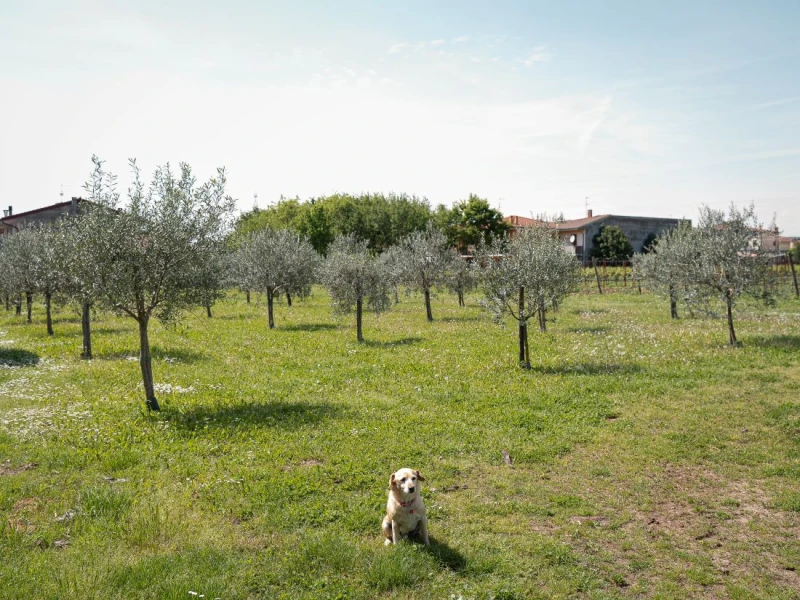 Sotto le stelle, tra le vigne